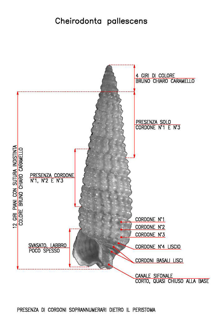 triphoridae 2